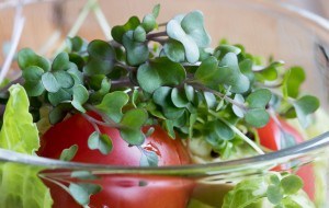 Fresh kale and broccoli microgreens in a vegetable salad